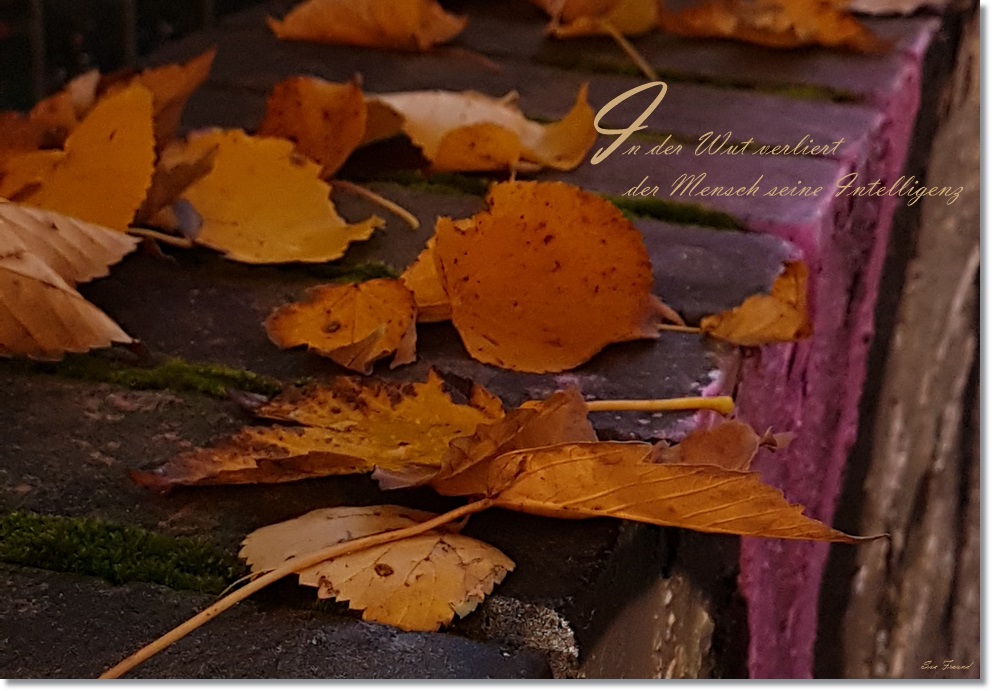 Wenn der Mensch sich hinter dem Tier versteckt…..